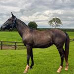 LOTE 008 - CANDY