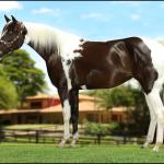 LOTE 027 - JAYLA’S STREKE &  DREAMWALKER HVC
