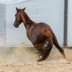 LOTE 017 - ENCANTADOR ESM DA PPMP
