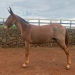 LOTE 015 - BELA FLOR DA EAS