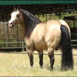 LOTE 012 - JUST IN HOLLYGUN QR