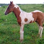 LOTE 018 - NIKO