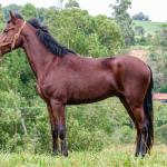 LOTE 016 - BADOKE DA NOVA TRADIÇÃO