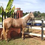 LOTE 008 - DUQUESA SIX EMZ