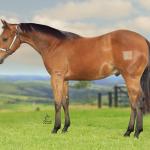 LOTE 029 - TORNADO ONE GUN