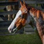 LOTE 009 - WHIZ LITTLE CHOICE