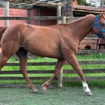 LOTE 008 - DYNA ROOSTER
