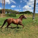 LOTE 005 - SANJOS MEDADAS ME