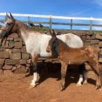 LOTE 014 - CRISTAL DA EAS