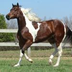 LOTE 005 - ZAN CODY CIELO YBJ