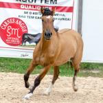 LOTE 009 - ESMERALDA ESM DA PPMP