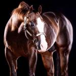 LOTE -200 - LITTLE JAZZAREY (Coberturas)
