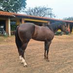 LOTE 011 - MCI PETER LEO FAME