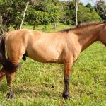 LOTE 014 - BARUK