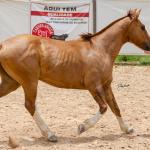 LOTE 016 - CALIBRE ESM DA PPMP