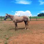LOTE 003 - JENNY FRENCHMANS JAY
