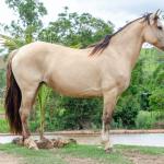 LOTE 005 - DANSARINA DO NORTE VELHO (2x1)