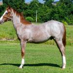 LOTE 009 - WHIZ LITTLE CHOICE
