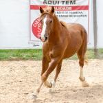 LOTE 018 - FANTASMA ESM DA PPMP