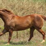 LOTE 005 - MISS PANA SHUGAR