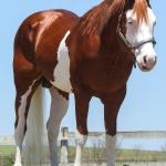 LOTE -200 - SMART CHIC DUNIT (Coberturas)