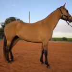 LOTE 004 - DAKOTA BARS LADY