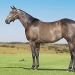 LOTE 003 - INNICTA FLY JAY OFV