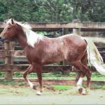 LOTE 020 - SPARK GOTTA SHINE