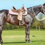 LOTE 007 - NEGA ZORRERO