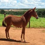 LOTE 006 - MALBEC