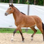 LOTE 012 - AURORA ESM DA PPMP