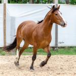 LOTE 010 - AMULETO ESM DA PPMP