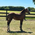 LOTE 017 - LIZ HICKORY DPLC