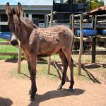 LOTE 003 - NOME A ESCOLHER