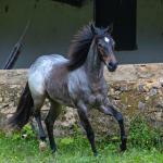 LOTE 009 - MARY HESACAT STEEL