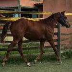LOTE 012 - KING ROOSTER OLENA