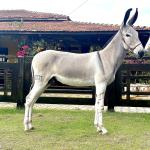 LOTE 001 - DUNGA DA GAMELEIRA