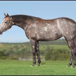 LOTE 005 - KATIE CHIC Z