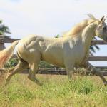 LOTE 007 - VERMONT WOOD PLL