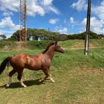 LOTE 005 - SANJOS MEDADAS ME