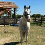 LOTE 009 - HIGH BELLA MG2