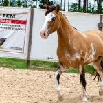 LOTE 008 - DEBOCHADA ESM DA PPMP