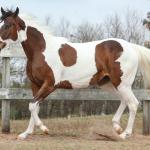 LOTE 009 - SUZYE EASY TOO YBJ