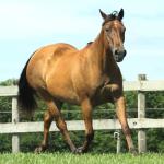 LOTE 007 - PLAY DONNA DOC JA