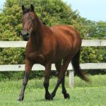 LOTE 019 - SHOW PEP AD