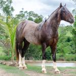 LOTE -100 - CAMPONES ESM DA PPMP (Coberturas)