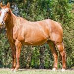LOTE 014 - EMBRIÃO A EFETIVAR - BENETT DASH BULLION x TWIG LADY AG
