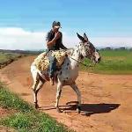 LOTE 015 - LEOPARDO
