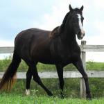 LOTE 016 - FAST BLACK APOLLO YBJ