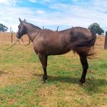 LOTE 004 - CACAU ROXA HS2